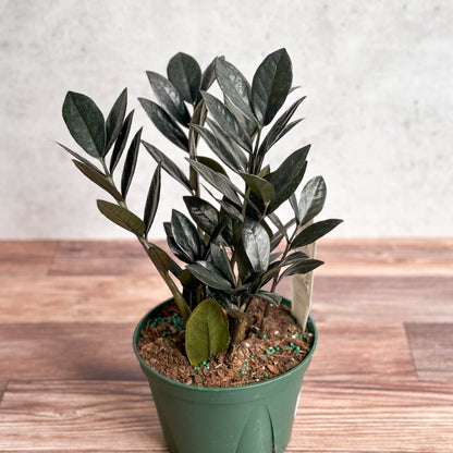  Zamioculcas Zamiifolia 'Raven ZZ'