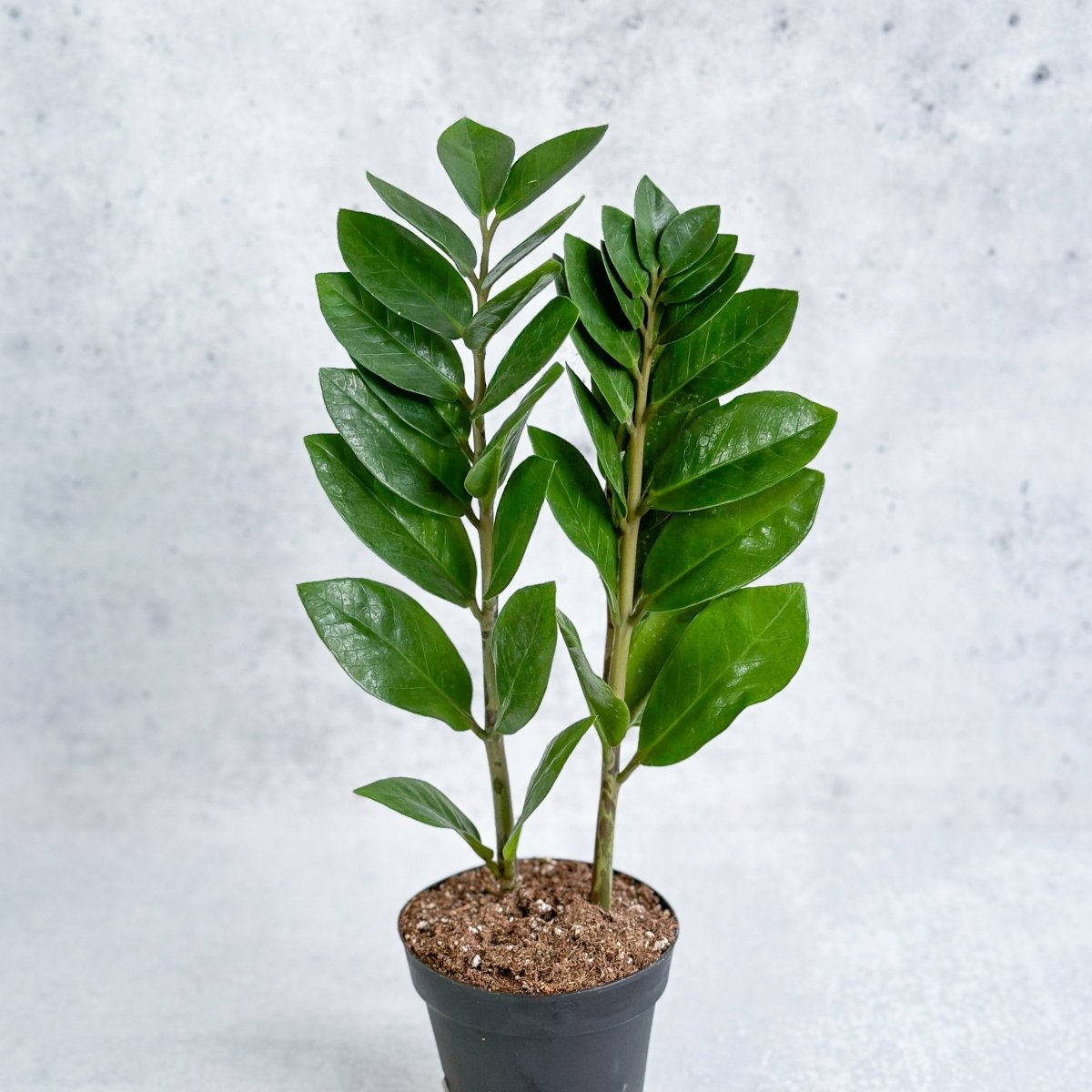 Zamioculcas Zamiifolia -ZZ Plant