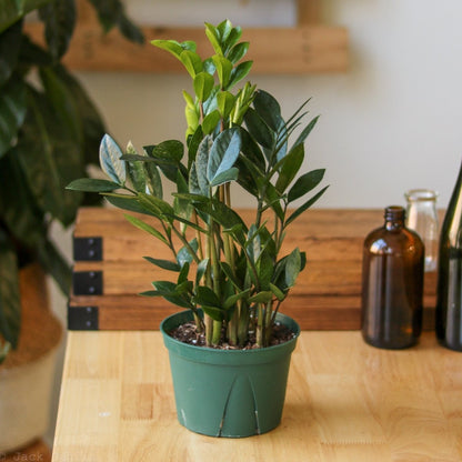  Zamioculcas Zamiifolia -ZZ Plant