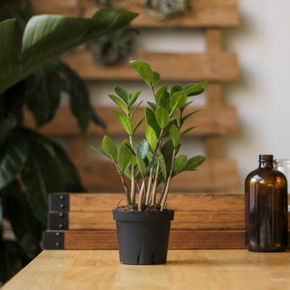  Zamioculcas Zamiifolia -ZZ Plant