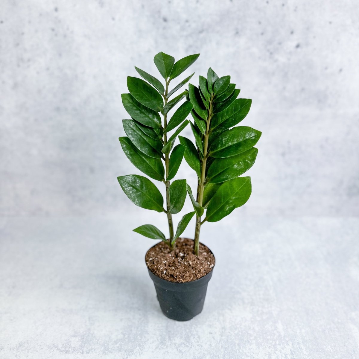 Zamioculcas Zamiifolia -ZZ Plant
