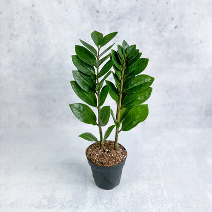  Zamioculcas Zamiifolia -ZZ Plant