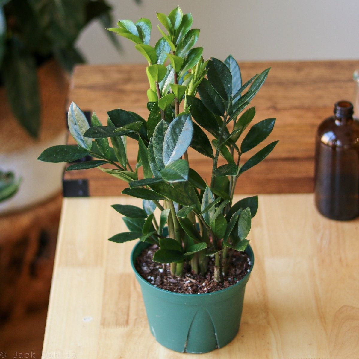  Zamioculcas Zamiifolia -ZZ Plant