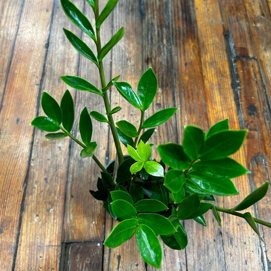  Zamioculcus Zamicro - Zamicro ZZ Plant