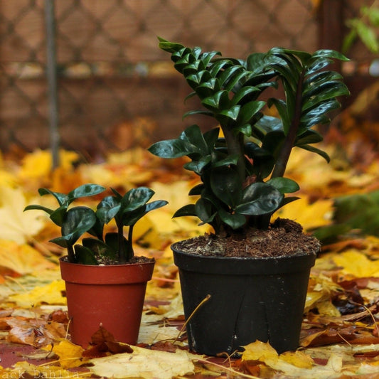 Zamioculcus Zamiifolia 'Zenzi' Plant - Zenzi ZZ Plant - Various Sizes