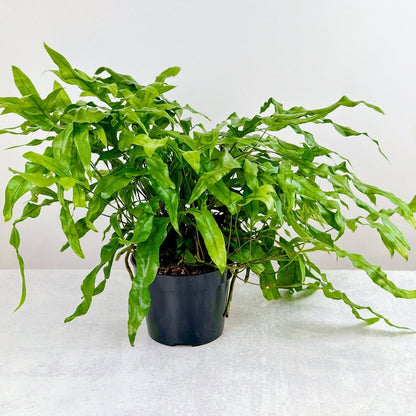  Zealandia Pustulatum 'Kangaroo Paw' - Kangaroo Paw Fern - 6 Inch